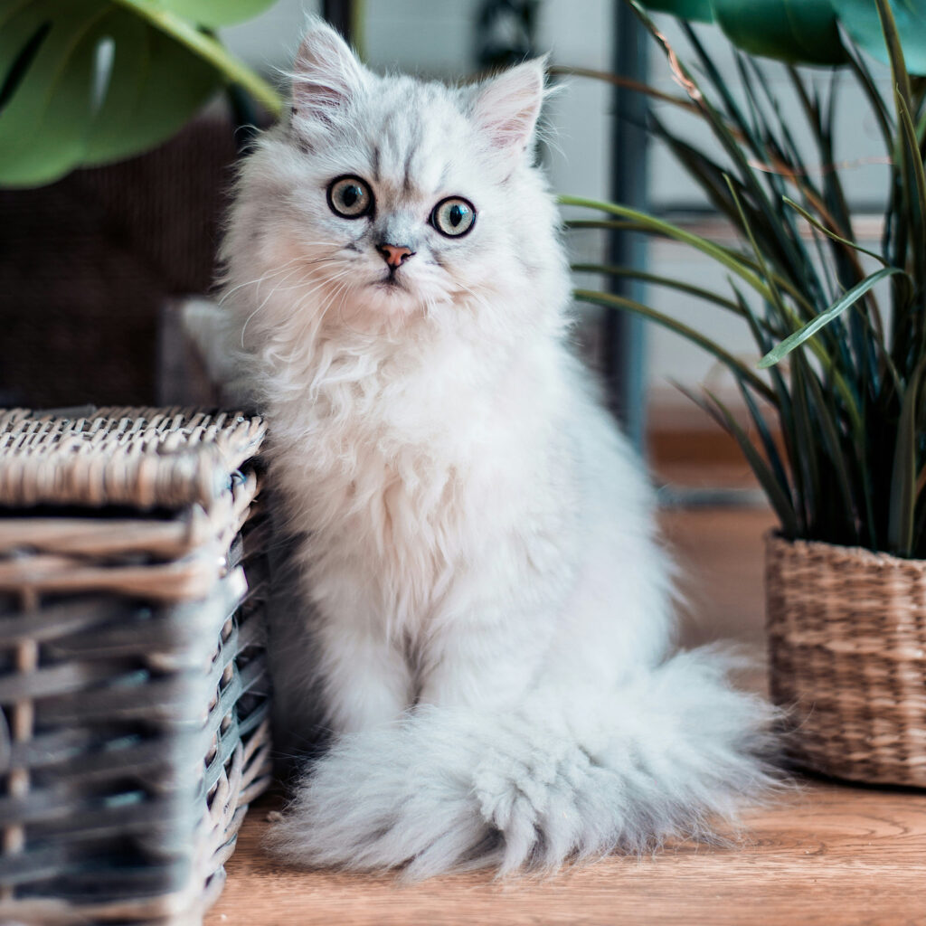 Pets in a Senior Community Living Environment