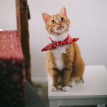 Pets in Senior Living